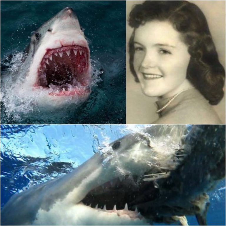 MOTHER TORN IN HALF: The 90-Second Shark Attack That Traumatized a Nation – And the Family Who Saw It All