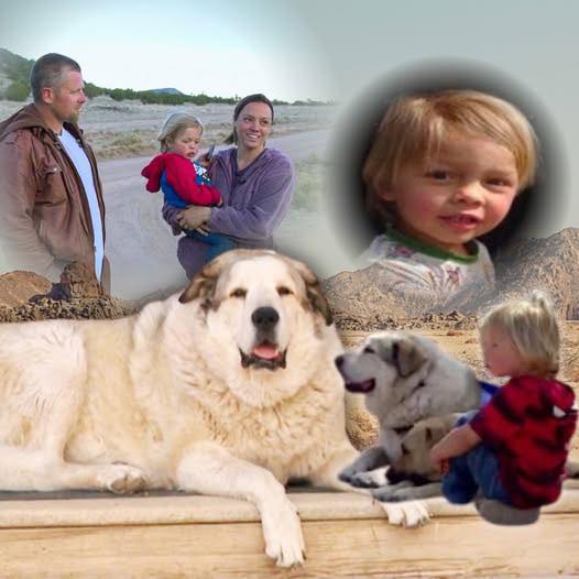 Buford, dog who rescued 2-year-old boy lost in Arizona wilderness, is showered with gifts