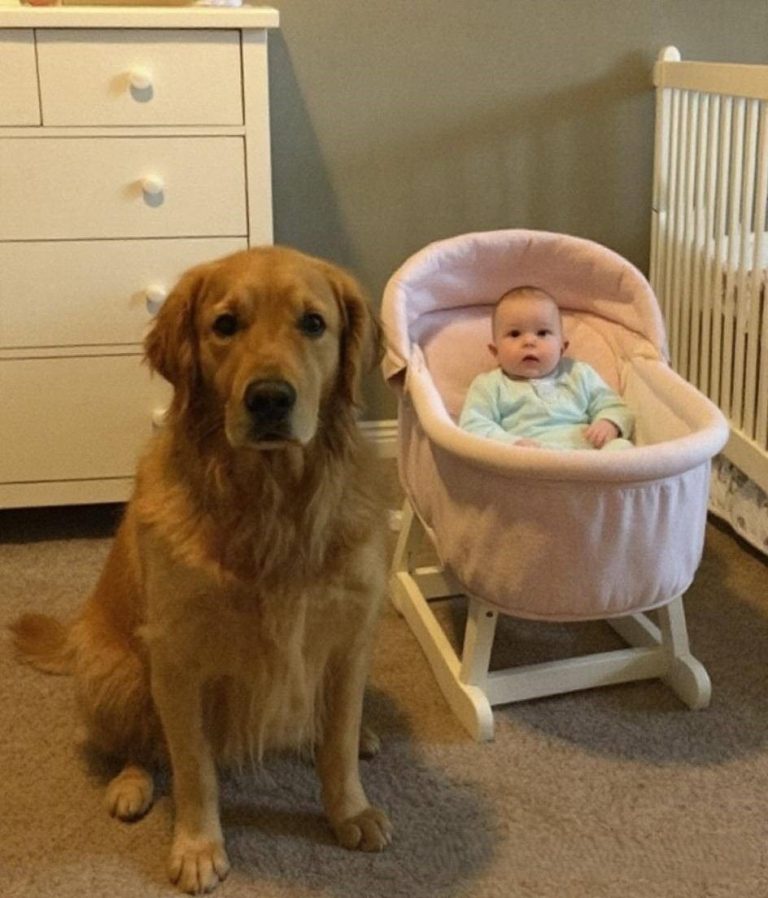 We Almost Got Rid of Our Dog Until Hidden Camera Footage Revealed the Truth