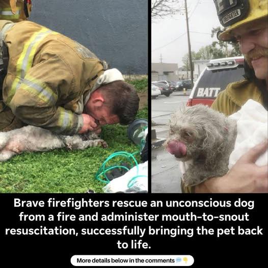 Brave firefighters rescue an unconscious dog from a fire and administer mouth-to-snout resuscitation, successfully bringing the pet back to life.