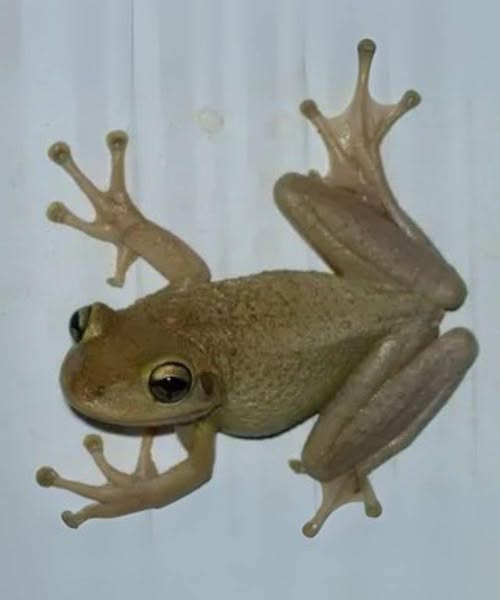 What It Really Means When a Frog Shows Up at Your Doorstep: A Hidden Message of Hope and Change