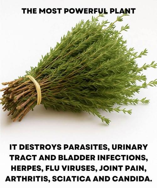 THE MOST POTENT HERB THAT DESTROYS PARASITES, URINARY TRACT